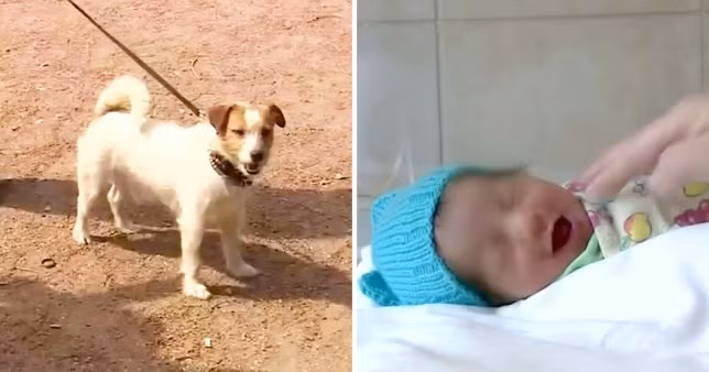 Chó kéo chủ vào bụi rậm, giành lại mạng người từ tay "tử thần" Cho keo chu vao bui ram, gianh lai mang nguoi tu tay