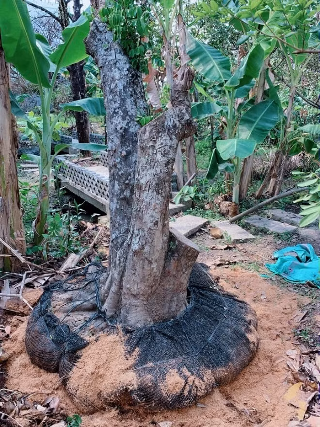Không gian xanh mát trong ngôi nhà yên bình của "Người đẹp Tây Đô" khiến nhiều người ao ước.