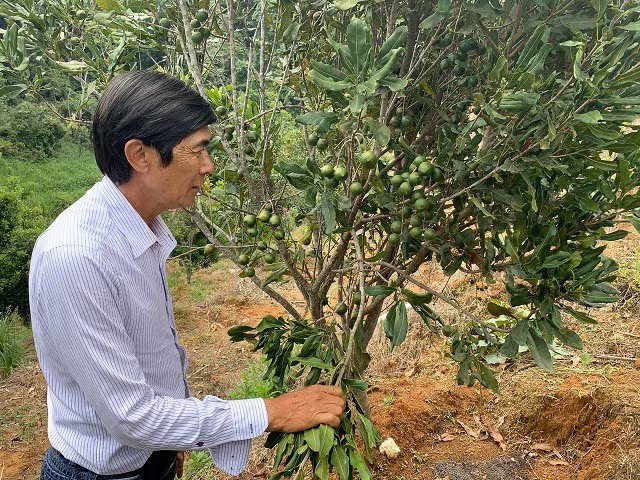 Tham trang trai trong loai cay ra hat vi nhu “hoang hau” qua kho