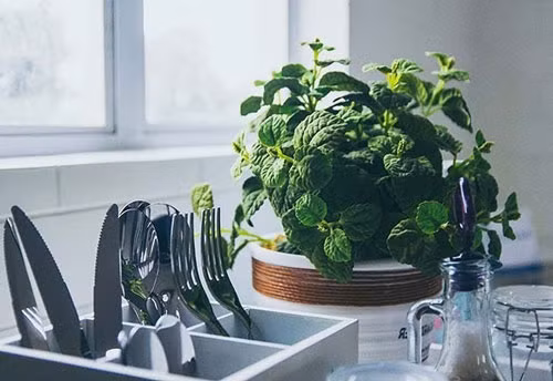 Bếp: Cây bạc hà. Đây là loại thảo mộc dễ trồng nhất, mùi hương nhẹ nhàng, thanh lọc không khí cho căn bếp, cung cấp lá bạc hà tươi cho các món ăn bạn nấu.
