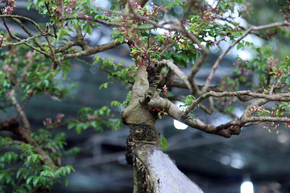 Phần ngọn của cây khế phát triển xanh tốt. Rất nhiều người đi đường thấy cây khế có dáng “độc” nên dừng xe lại xem và chụp ảnh. Theo nghệ nhân Mến, cây khế của ông cho ra hoa trái quanh năm. “Hết một đợt trái chín tôi lại cho ra thêm một đợt hoa nữa. Cứ thế kéo dài liên tục nhiều lần trong năm”, ông Mến cho biết.