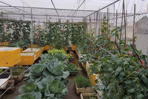 Chị Hồ Thị Bình (TP. Thanh Hóa) hiện đang sở hữu vườn rau xanh 15m2 sân thượng tầng 3 và 60m2 sân thượng tầng 4 của gia đình. Nhìn khoảng không gian ngập tràn rau xanh này, chắc chắn rằng nhiều người sẽ bị "mê hoặc" ngay tức thì. Nhờ có vườn rau xanh mà đến nay gia đình chị không phải lo về nguồn rau sạch cho những bữa ăn hằng ngày.