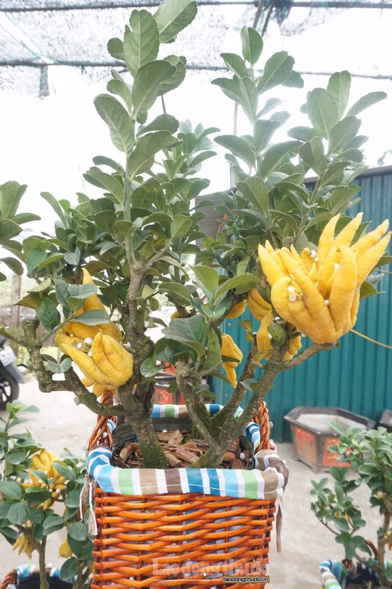 Một trong những gốc có giá lên đến hàng chục triệu đồng. Giá thành có sự chênh lệch dựa vào công sức chăm sóc, các gốc trong giá thể phát triển đều và thế cây đẹp.