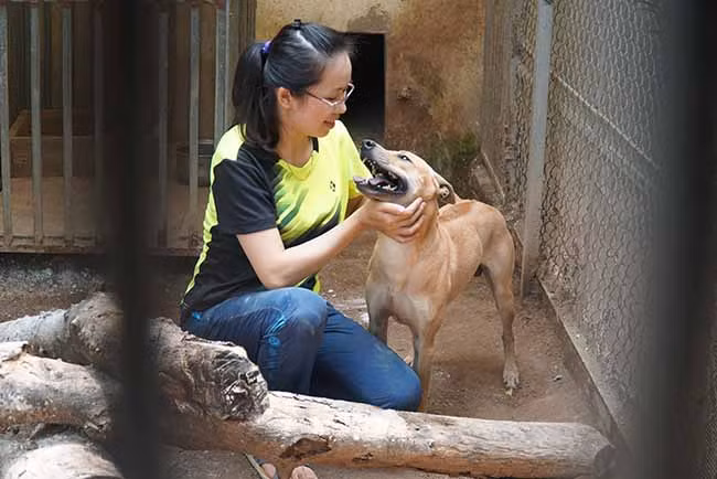 1 tháng, bà chủ 8x phải bỏ chi phí thức ăn và chăm sóc cho đàn chó tại các trang trại là khoảng 15 triệu đồng.