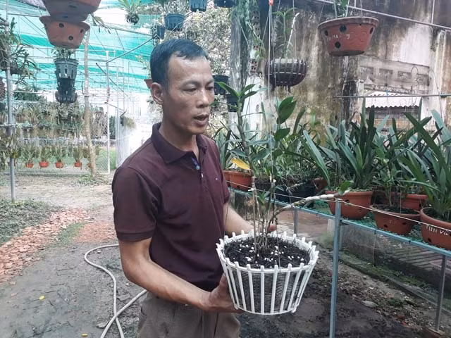 Mau phong lan 1 cm gia 9 trieu: Sieu la o Thai Nguyen-Hinh-2