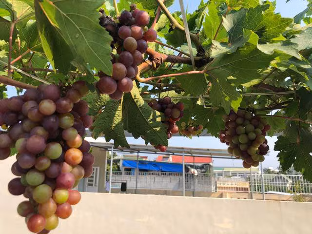 Chia sẻ với PV Báo Điện tử Dân Việt, chị Nga cho biết: "Vào khoảng giữa năm 2018, sau khi tìm hiểu và được sự động viên từ phía gia đình nên tôi đã tìm mua 6 cây nho ghép về trồng". Giàn nho được chị Nga trồng trên tầng 3 với diện tích khoảng 70m2.
