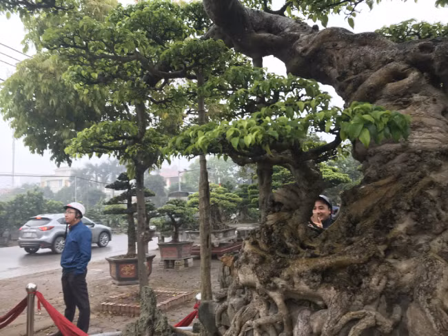 Ở phía dưới cây, ông trang trí thêm một ngôi chùa nhỏ để tăng nét cổ kính và đẹp hơn cho cây. Toàn bộ phần gốc cây và rễ của cây đều được thiết kế nằm nổi trên mặt đất.