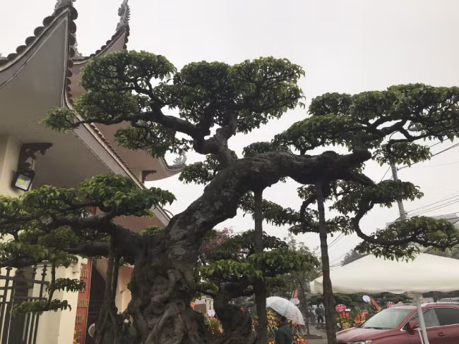 Khi hỏi về giá của cây, chủ nhân cho biết “Độc long kim cương” có giá trị rất lớn. Có khách từng đến trả giá cả chục tỷ đồng để sở hữu cây sanh cổ này. Tuy nhiên, đây là một trong số những tác phẩm ông yêu thích tại vườn của mình nên ông chưa có ý định bán.