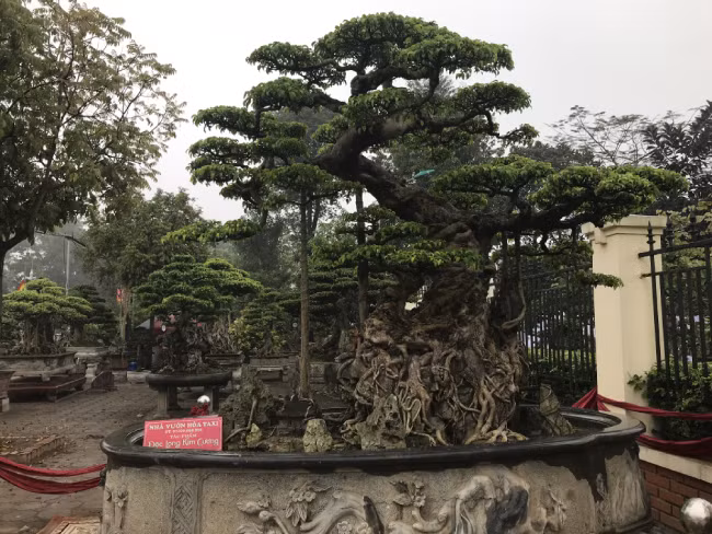 Chủ nhân của cây sanh cổ này là ông Lại Quang Hòa một người chơi cây cảnh có tiếng ở Văn Giang (Hưng Yên). Tác phẩm này được ông đặt tên là “Độc long kim cương”. Ông cho biết cây sanh này được ông mua cách đây gần 20 năm.