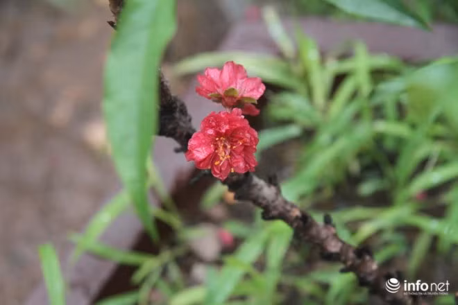 Màu đỏ của hoa đào Thất Thốn kết hợp với nhị hoa vàng rực, khiến chỉ cần một bông nở đã làm sáng bừng cả không gian, đem lại cảm giác ấm áp của mùa xuân. Đào Thất Thốn còn quý ở chỗ, hoa nở càng nhiều thì càng nhanh phai tàn, cây càng ít bông thì hoa lại càng bền lâu.