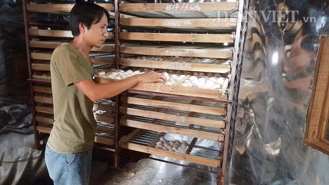 Nuoi ga chan voi de khoe, kiem vai chuc trieu moi thang