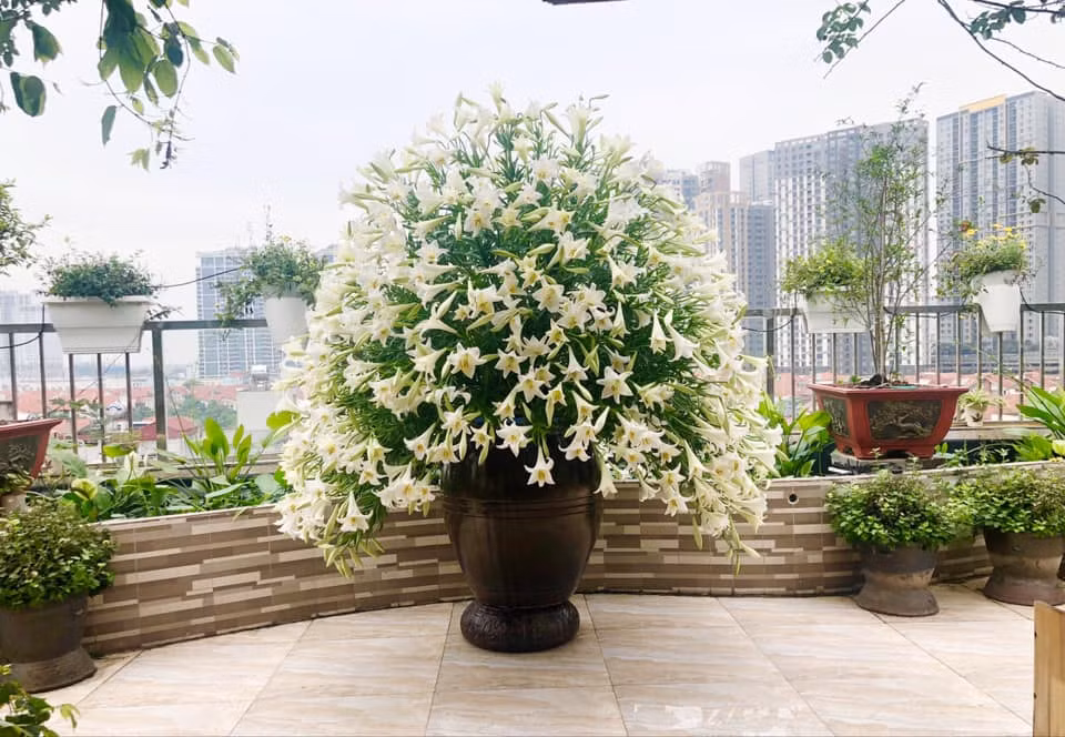 Để cắm được những bình hoa lớn cả nghìn cành như thế này, chị Thúy phải sử dụng xốp để cố định loa kèn vì độ dài cành hoa chưa đủ so với bình. Tuy bình hoa của chị được cắm bằng xốp nhưng vẫn để được 1 tuần mới phải tháo ra cắm lại.