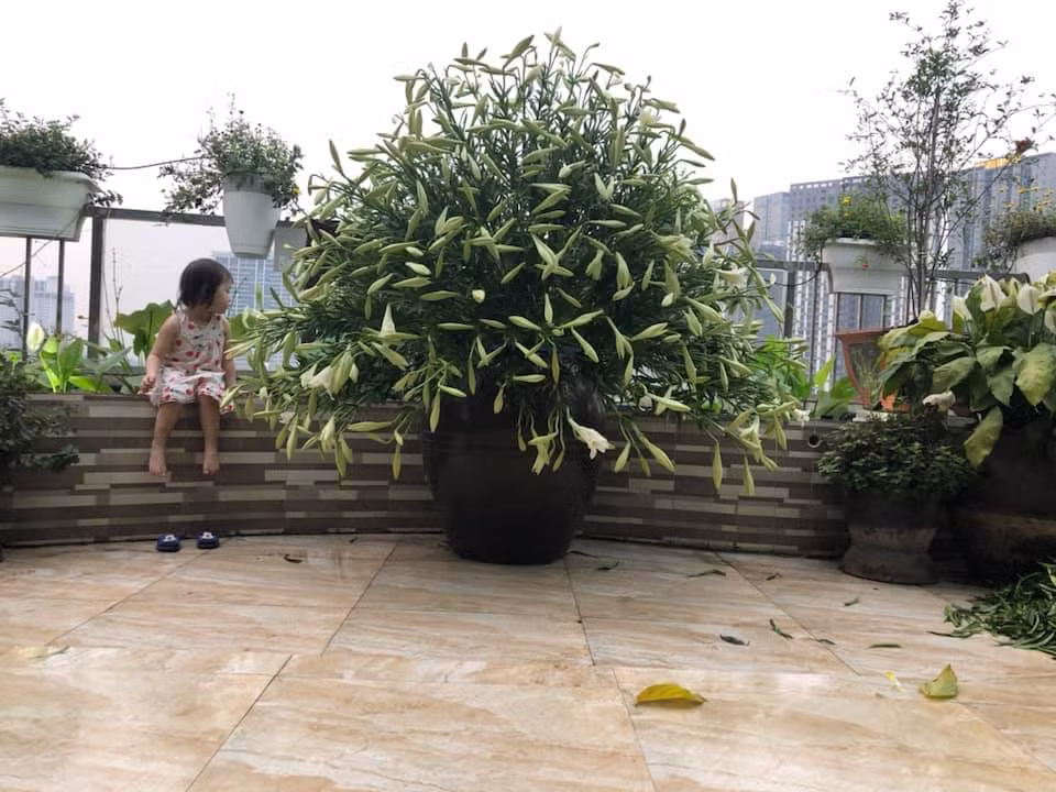 Để đón sinh nhật đầy ý nghĩa chị Thúy đã tự tay cắm cho mình một bình hoa loa kèn có tới 1000 bông, nhiều người nhìn qua hình còn nghĩ đó là hoa giả vì mười bông vẹn mười.