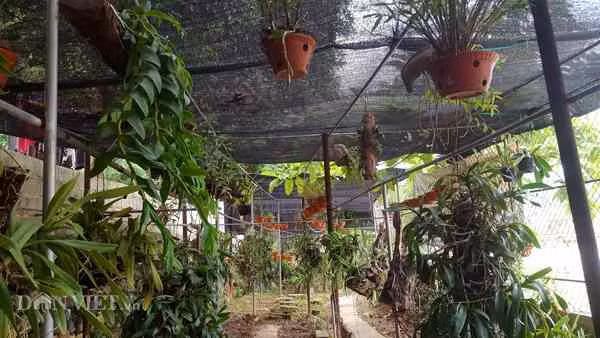 Khu vườn treo đầy những giỏ lan rừng của anh Minh ở thị trấn Lộc Bình, tỉnh Lạng Sơn.