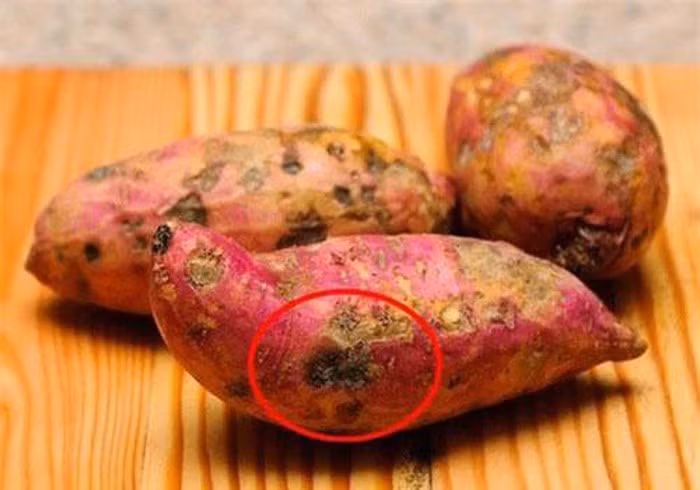 "Điểm lạ" trên khoai lang báo hiệu khoai nhiễm độc cần bỏ ngay Ảnh minh họa.