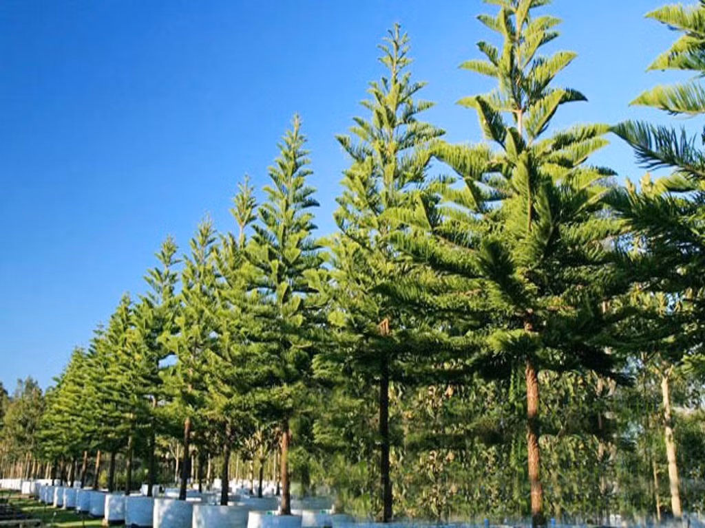 Hương thơm trong các loại cây hoa họ tùng bách có tác dụng kích thích đối với dạ dày người, không chỉ ảnh hưởng đến sự thèm ăn, còn làm cho phụ nữ có thai cảm thấy khó chịu, chóng mặt buồn nôn. (Bài viết chỉ mang tính tham khảo) 
