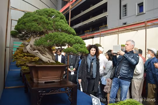 Ly giai nguyen nhan cay canh bonsai lai co gia tren troi
