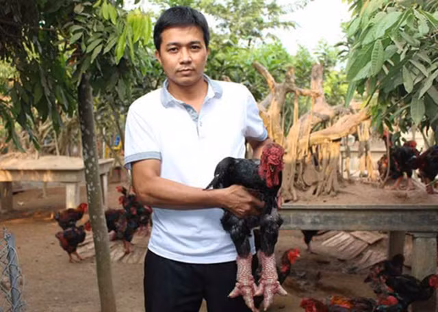 Ông Lê Quang Thắng - Giám đốc HTX Chăn nuôi và Kinh doanh gà Đông Tảo - cho hay, thông tin một con gà Đông Tảo thuần chủng, chân to, xù xì, da đỏ au có mức giá lên đến 50 – 70 triệu đồng là chưa đúng. Trên thực tế, giá một con gà mã đẹp, ngoại hình ấn tượng cũng chỉ khoảng 10 – 15 triệu đồng, ông Thắng thông tin. (Ảnh: KT)