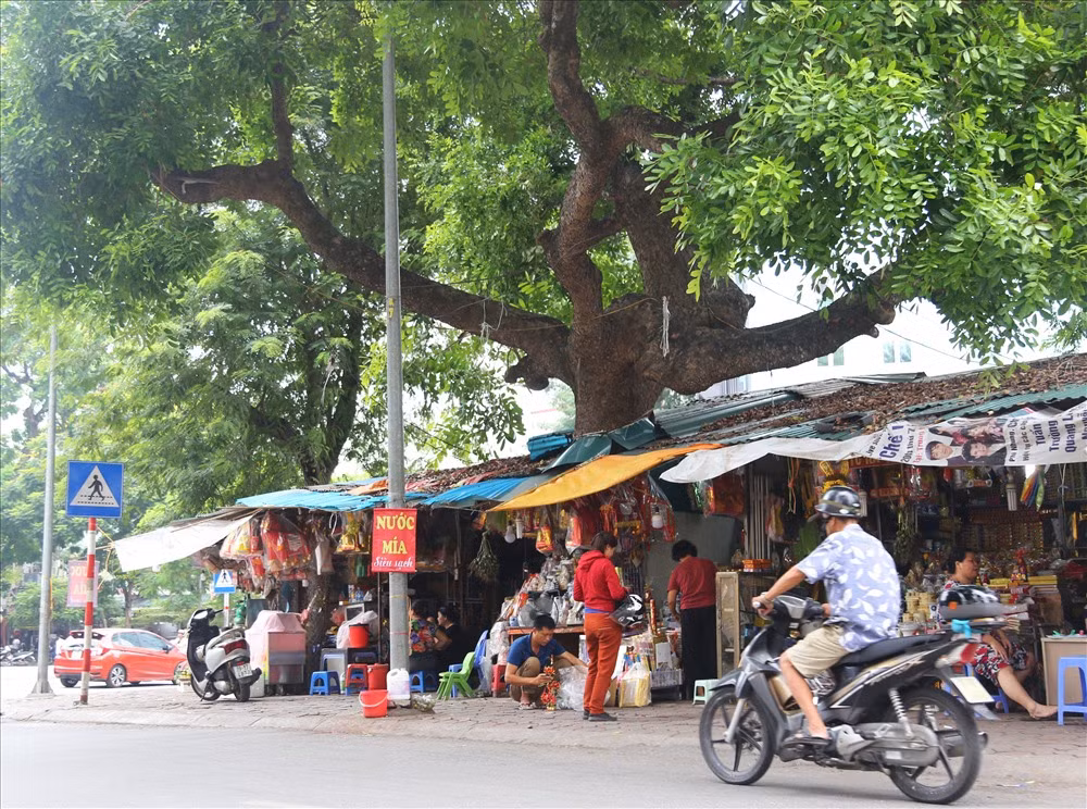 Được biết, hàng năm, trước khi mùa mưa bão đến cơ quan chức năng sẽ tiến hành kiểm tra, cắt tỉa bớt cành lá để đảm bảo an toàn cho người dân.