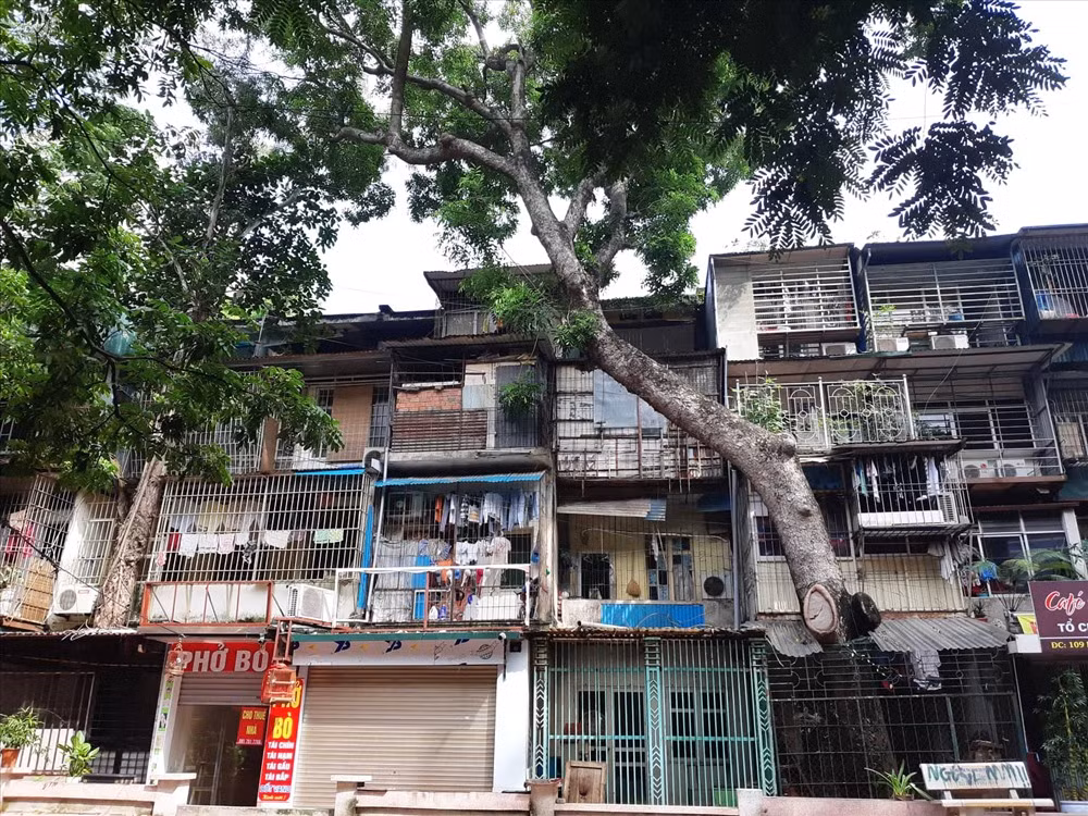 Hình ảnh khiến những người lần đầu đến Khu tập thể Kim Liên (quận Đống Đa, Hà Nội) không khỏi cảm thấy lạ lẫm chính là ở đây có rất nhiều cây xà cừ cổ thụ thân lớn 2-3 người ôm, mọc xuyên qua các mái nhà.