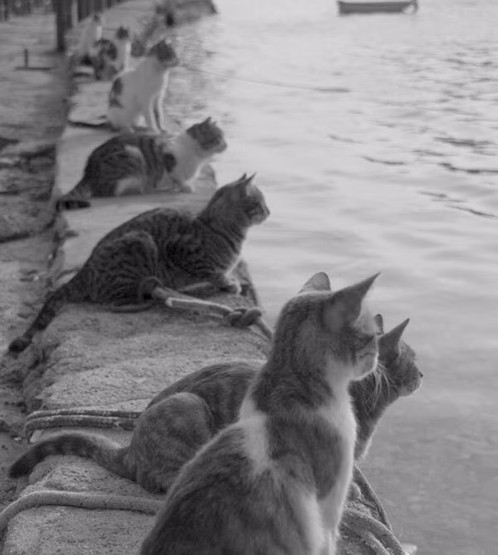 Những chú mèo đang chờ người đánh cá trở về.