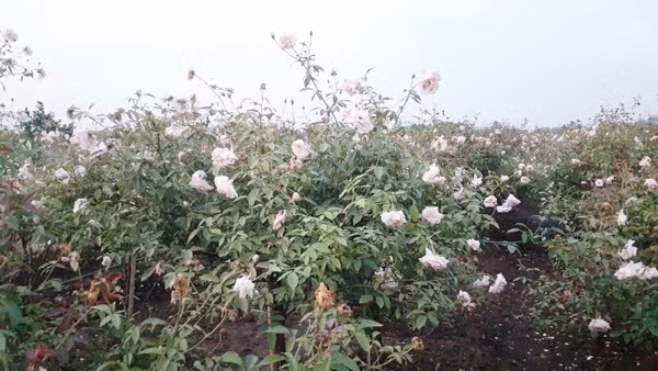 Theo anh Tuân, hoa hồng là cây siêu lợi nhuận vì vốn ít, bán lãi cao và thu hồi tiền nhanh.