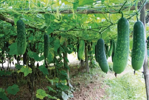 2 sai lầm tai hại khi ăn bí đao không phải ai cũng biết 2 sai lam tai hai khi an bi dao khong phai ai cung biet