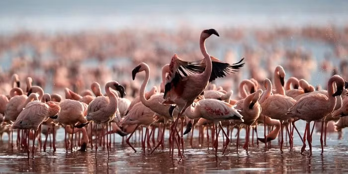 Hiện tượng kỳ lạ này được lý giải bởi muối cacbonat natri, một trong những chất được người Ai Cập cổ đại dùng để ướp xác. Câu chuyện hồ nước hóa đá sinh vật bắt nguồn từ đây. Dù nguy hiểm, hồ nước lại hấp dẫn chim hồng hạc vào mùa sinh sản bởi nguồn thức ăn dồi dào. Đàn hồng hạc sẽ chỉ tìm kiếm thức ăn ở những khu vực nông và an toàn. Ảnh: No#News.