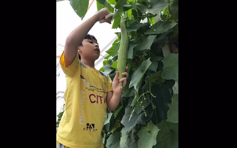 Mới đây, giàn mướp bên hiên nhà của Thân Thúy Hà vừa cho lứa đầu tiên. Nữ diễn viên cùng con trai hái khoảng 10 trái to, trên cây vẫn còn nhiều trái nhỏ bằng vài đầu ngón tay hoặc mới đậu.