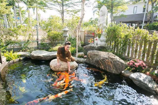 Đàn cá Koi bơi lội tung tăng trong khung cảnh bình yên.