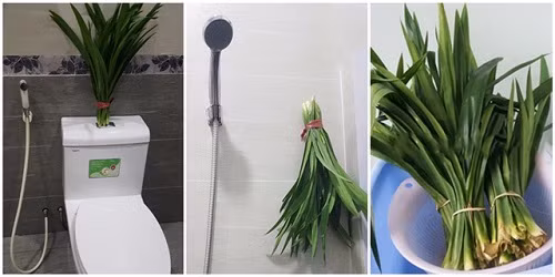 Mẹo khử mùi hôi nhà vệ sinh cực nhanh không cần hóa chất Meo khu mui hoi nha ve sinh cuc nhanh khong can hoa chat