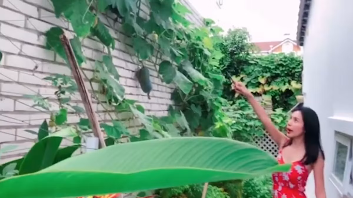 Mới đây, trên trang cá nhân, Thuỷ Tiên hào hứng khoe đoạn clip ghi lại khoảnh khắc ra vườn hái bí đỏ để làm bữa cơm. Đoạn clip thu hút sự chú ý bởi vẻ đáng yêu của đôi vợ chồng và nhiều người ghen tị với vườn rau đủ thứ quả mà nữ ca sĩ sở hữu.
