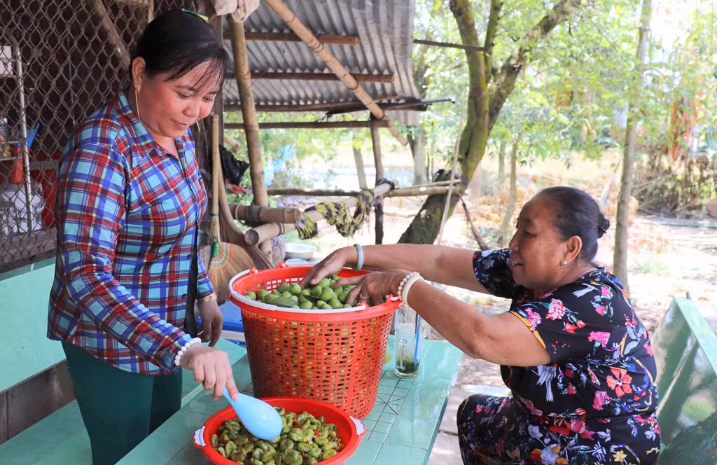 Chị Hiền chuẩn bị cà na thành phẩm giao cho bạn hàng.