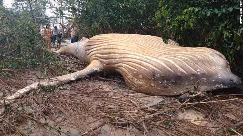 Xác cá voi lưng gù trôi dạt vào khu rừng gần bờ biển ở Brazil. Xác cá voi lưng gù trôi dạt vào khu rừng gần bờ biển ở Brazil.
