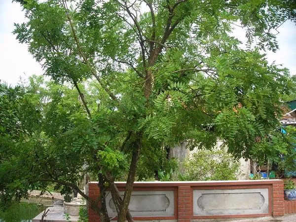 Trong cay gi truoc nha de gia chu may man, phat tai-Hinh-4