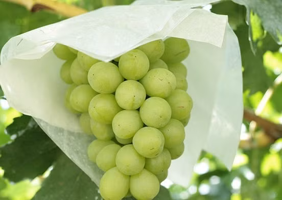 Mỗi chùm nho sữa chỉ có khoảng 30 quả. (Ảnh: Savor)