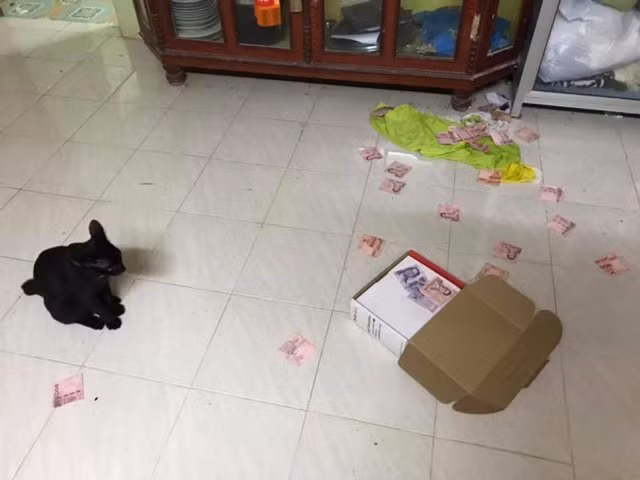 Chong bi vo phat hien giau quy den vi ... meo cung