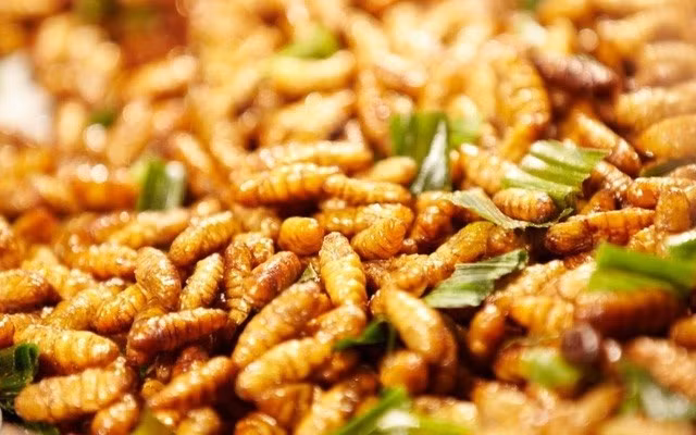 Nhộng tằm rất giàu dinh dưỡng nhưng dễ gây ngộ độc, thậm chí tử vong Nhong tam rat giau dinh duong nhung de gay ngo doc, tham chi tu vong