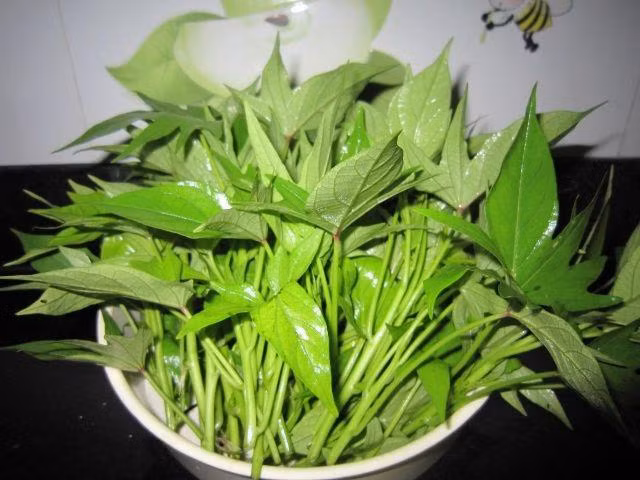 Vì sao gọi lá khoai lang là "món ăn trường thọ hàng đầu"? Vi sao goi la khoai lang la