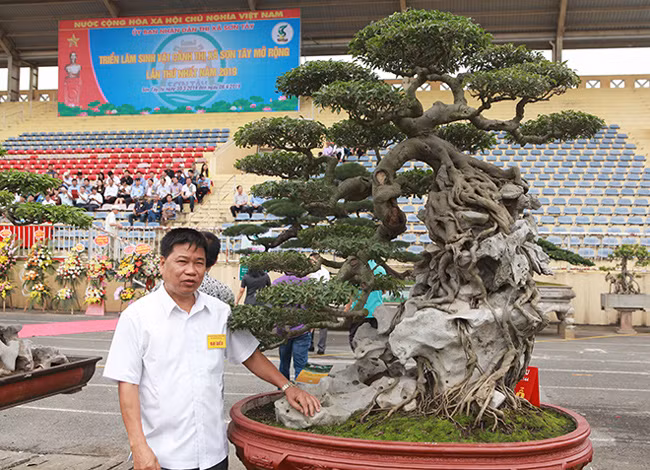 Ông Phan Văn Toàn, chủ nhân của cây sanh (biệt danh Toàn "đô la", ngụ tại TP. Việt Trì, Phú Thọ) cho biết, đây là dòng sanh lá móng. Hiện tại, không có một cây sanh nào lá, dáng đẹp như vậy. Theo chia sẻ của ông Toàn, ông mua cây sanh này ở Huế cách đây hơn 10 năm. Thời điểm đó, giá trị của cây rất cao nhưng không phải có tiền là mua được.