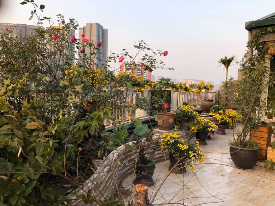 Chị còn trồng thêm nhiều loài hoa như cúc, mười giờ, sen, tử đằng...