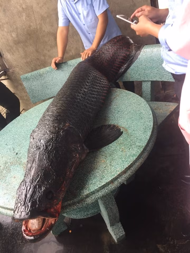 Su that bat duoc ca 'khong lo' nang 110kg o song Nhue, Ha Noi