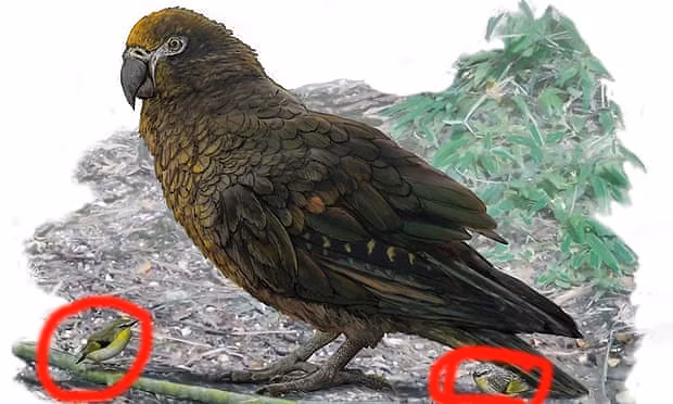 Kinh ngạc với loài vẹt ăn thịt khổng lồ vừa được phát hiện Kinh ngac voi loai vet an thit khong lo vua duoc phat hien