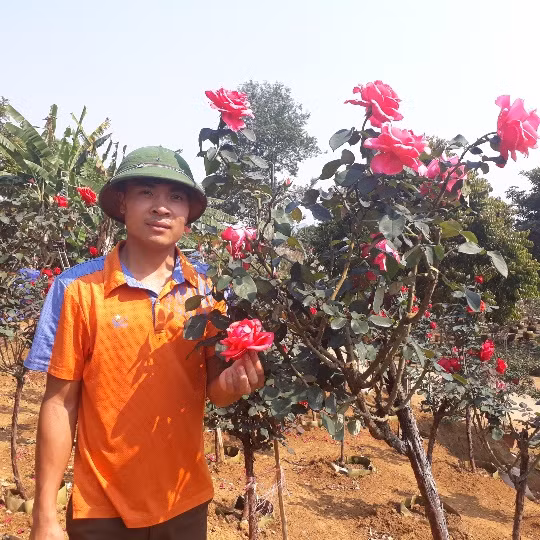 Anh Khương cho biết: "Giá bán bình quân từ 10 - 15 triệu đồng/cây hồng thân gỗ. Trong vườn hồng nhà anh, cây có giá thấp nhất cũng lên đến 8 triệu đồng/cây. Có cây to, sai hoa, bông to, đẹp bán với giá từ 30 - 40 triệu đồng/cây. Khi cây đã phát triển ổn đinh thì việc chăm sóc lại khá đơn giản, vì giống hồng thân gỗ này hầu như không có sâu bệnh hại".