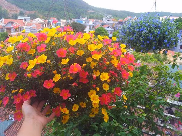 Nhung loai hoa dep xuat sac cho nha noi nhat pho