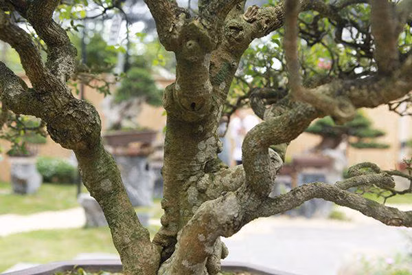 Theo chủ nhân của tác phẩm, hồng ngọc mai có nguồn gốc ở Tây Ấn, Nam Mỹ. Đặc điểm cây hồng ngọc mai: thân gỗ, lâu năm, màu nâu, nhiều cành, có thể uốn cong tạo dáng.