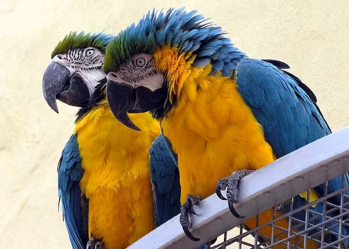 6. Vẹt đuôi dài có thể sống tới 60-80 năm. Độ tuổi sinh sản của chúng dao động từ 30-35 tuổi. Theo một khảo sát, phần lớn vẹt đuôi dài bị đe dọa. Chúng đã tuyệt chủng do suy thoái môi trường sống và buôn bán thú cưng bất hợp pháp.