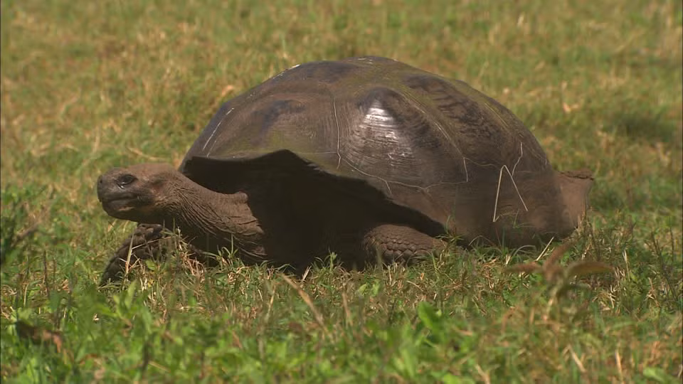 5. Rùa khổng lồ Galapagos có thể sống sót qua hàng trăm năm, con lớn nhất được ghi nhận là 152 tuổi. Một con rùa có tên Lonesome George, 10 tuổi, được phát hiện bởi một nhà khoa học người Hungary trên hòn đảo Isabela thuộc quần đảo Galapagos (Ecuador) vào năm 1972. Từ đó, con rùa này đã trở thành biểu tượng của quần đảo.