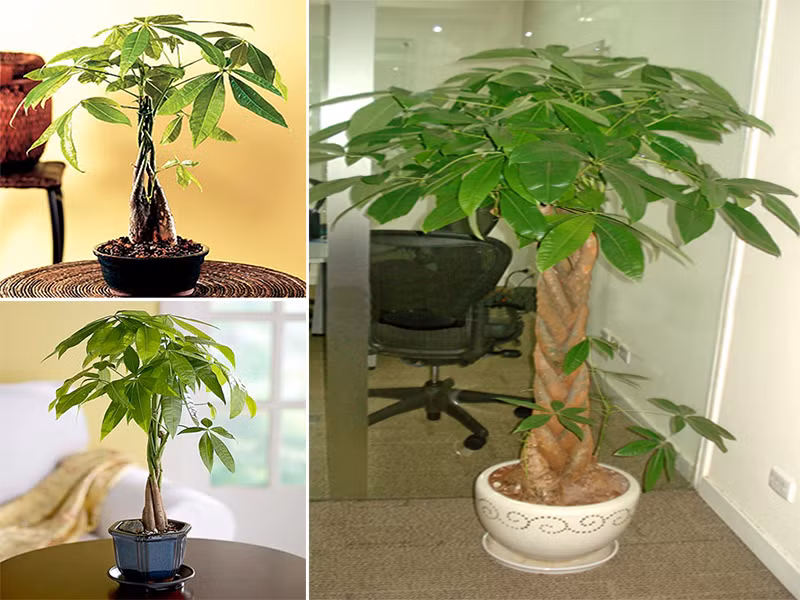 Loại cây cảnh phong thủy này thường được đặt ở khu vực cửa chính của phòng khách. Ngoài các yếu tố về mặt phong thủy được rất nhiều người quan tâm ở loại cây này, cây có khả năng hấp thụ Formaldehyd, làm sạch không khí, lọc bớt các khí độc sinh ra khói bụi công nghiệp hoặc do sử dụng điều hòa lâu ngày.