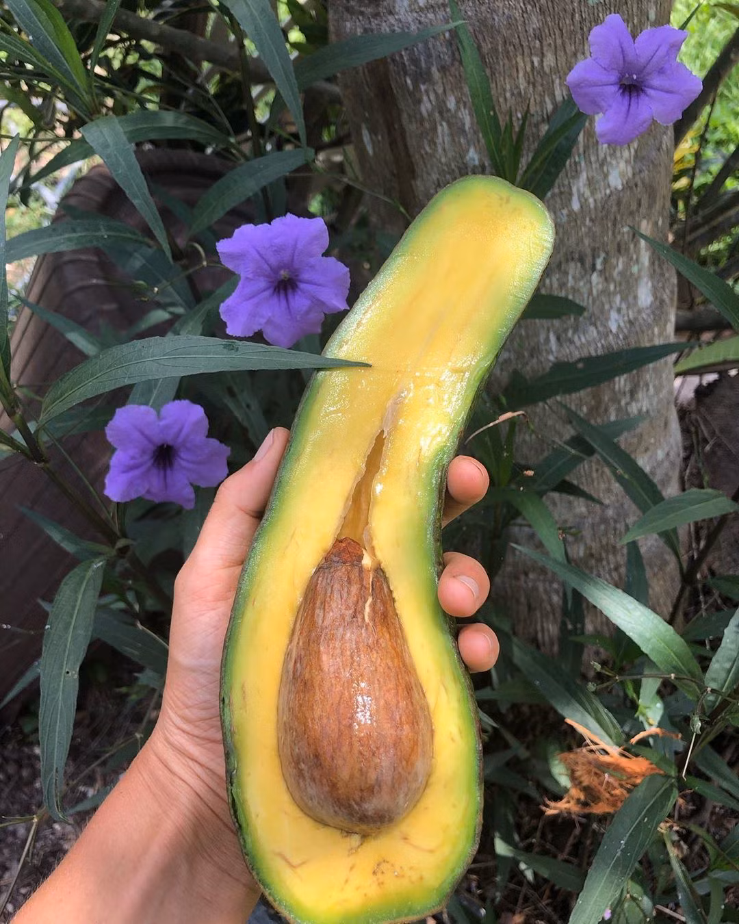 Qua bo khong lo, dai gan 1 met, nang 20 kg gia hon 4 trieu-Hinh-2